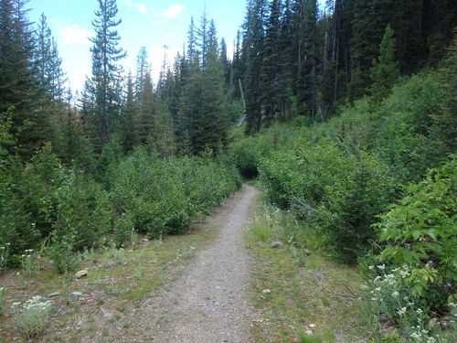 GDMBR: Heading down single track FR-4353, MT.